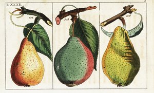 Variétés de poires, Pyrus communis - Unbekannter Künstler