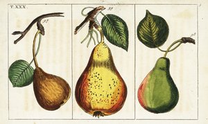 Variétés de poire, Pyrus communis