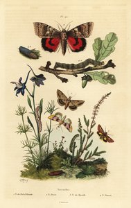 Papillon pois de senteur, Periphanes delphinii, ver de coton, Helicoverpa armigera, noctuelle jaune, Anarta myrtilli, et grande noctuelle jaune, Noctua pronuba, larve et chrysalide. Papillons noctuelles