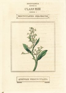 Pourpier de mer pédonculé, Atriplex pedunculata. Gravure en cuivre colorée à la main d