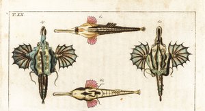 Pégase (ou petit poisson-dragon) - Poisson-papillon à longue queue - Poisson-dragon court, Eurypegasus draconis 59,60, et poisson-volant à longue queue, Pegasus volitans 61,62. Gravure sur cuivre coloriée à la main de l