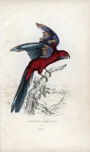 Perruche de Pennant, Psittacus pennantii. Platycercus elegans