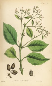 Quinquina, Cinchona officinalis. Lithographie en couleur par Henry Sowerby de Flora Homeopathica d