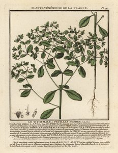 Euphorbe réveille-matin, Euphorbia peplus