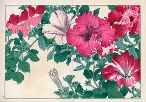 Variété de pétunia (rose et blanc). Variétés de pétunia. Gravure sur bois coloriée à la main tirée de 