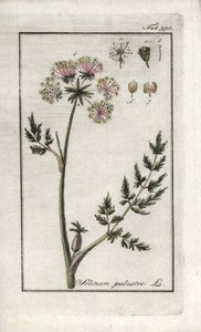 Peucedan des marais ou persil des marais (Selinum marsh). Lithographie de « Afbeelding der Artseny-Gewassen » par Johannes Zorn (1739-1799), Pays-Bas