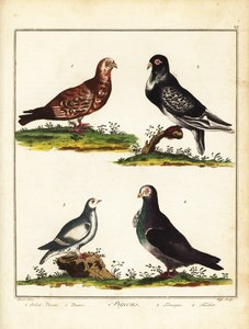 Pigeons : Pigeon polonais, cravaté, ptarmigan et turbit. 1792 (gravure) - Unbekannter Künstler