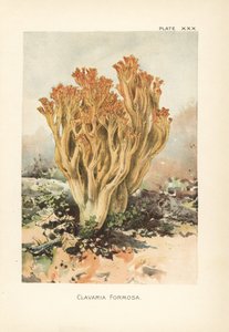 Champignon corail rose ou belle clavaria, Ramaria formosa (Clavaria formosa)