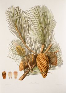 Pinus pinaster / Pin maritime - Unbekannt