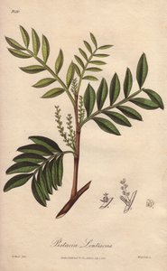 Pistachier lentisque (Pistacia lentiscus) - Illustration de “Botanique médicale, description des plantes médicinales de Londres, Édimbourg et Dublin” par John Stephenson et James Morss Churchill - Unbekannter Künstler