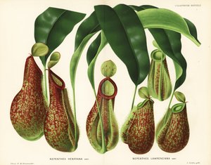 Variétés de plantes carnivores, espèces de Nepenthes (Nepenthes henryana, Nepenthes lawrenciana). Chromolithographie par P. de Pannemaeker tirée de 