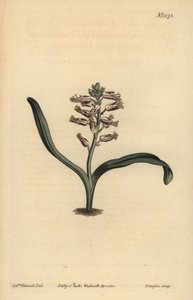 Lachenalia unicolor - Unbekannt