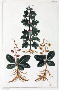 Plantes médicinales, Chine - Unbekannt
