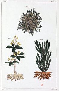 Plantes médicinales, Chine