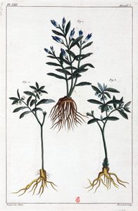 Plantes médicinales, Chine - Unbekannt