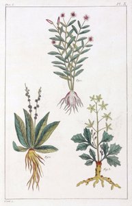 Plantes médicinales, Chine - Unbekannt