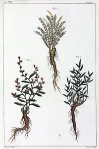 Plantes médicinales, Chine - Unbekannt