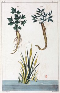 Plantes médicinales, Chine - Unbekannt