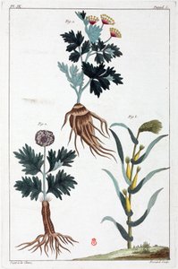 Plantes médicinales, Chine - Unbekannt