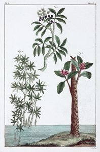 Plantes médicinales, Chine - Unbekannt