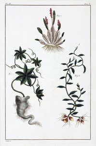 Plantes médicinales, Chine - Unbekannt