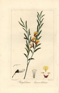 Platylobium lanceolatum, originaire d