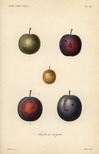 Prunes et pruneaux, Prunus domestica