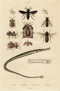 Guêpe potière, poisson-trompette, punaise dorée et syrphe, 1834-1839