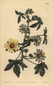 Hibiscus surattensis - Unbekannt