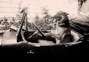 Chien policier primé Alex au volant d