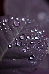Feuilles violettes II