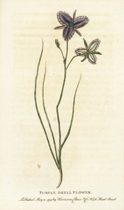 Fleur de coquillage pourpre de Nouvelle-Galles du Sud, Australie - Unbekannter Künstler