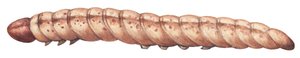 Pyrale du maïs - Pyrale du maïs européenne (Ostrinia nubilalis) - Unbekannter Künstler