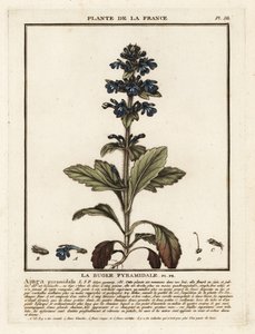 Bugle pyramidal, Ajuga pyramidalis - Unbekannter Künstler