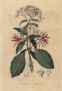 Quinine, Cinchona officinalis 1 et Ladenbergia oblongifolia, vulnérable, 2 - Unbekannt