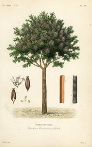 Quinquina gris, Cinchona officinalis - Unbekannt