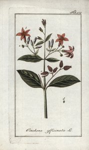 Quinquina (Cinchona officinalis)