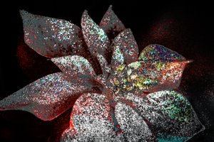 Poinsettia arc-en-ciel pour mon chéri, 2017 - Unbekannter Künstler