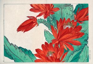 Fleur rare, couleur rouge cramoisi, de Cactus speciosus. Fleur de cactus cramoisi, Cactus speciosus. Gravure sur bois colorée à la main de l