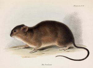 Rat, Amérique du Sud, vers 1832-1836