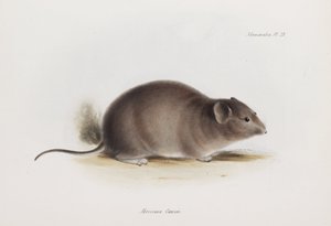 Rat, vers 1832-1836