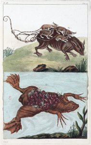 Rat et crapaud, transportant leur portée sur le dos - Unbekannt
