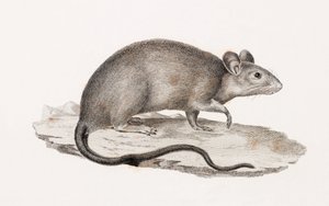 Rat d