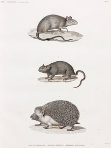 Rat d