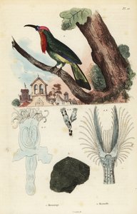 Guêpier à barbe rouge, Nyctyornis amictus, et bryozoaire fongique, Plumatella fungosa - Unbekannt