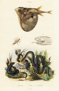 Serpent noir à ventre rouge et poisson-globe à trois dents - Unbekannter Künstler