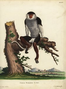 Douc à pattes rouges, Pygathrix nemaeus. En danger. Simia nemaeus Linn. Illustration d