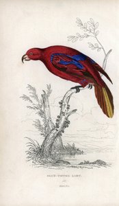 Lori rouge, Eos rubra. Psittacus caeruleatus. Lithographie de Joseph Kidd, d