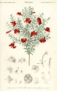 Leschenaultia rouge, Leschenaultia formosa (gravure) - Unbekannter Künstler
