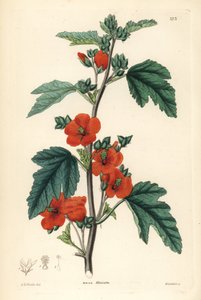 Mauve globulaire, Sphaeralcea miniata - Unbekannter Künstler